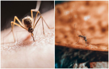 মশা কেন কানের কাছে সব সময় ঘুরপাক খায়