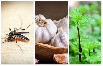 ঘাস-পাতার গন্ধে ঘর থেকে পালায় মশা