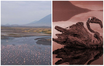 যে হ্রদে পাখি নামলেই পাথর হয়ে যায়