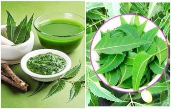 যেসব সমস্যায় নিম পাতা দারুণ কাজ করে