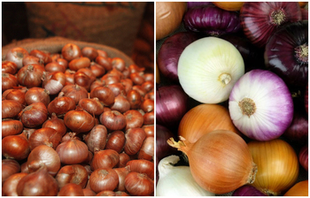 জেনে নিন পেঁয়াজের অজানা ১৩ তথ্য