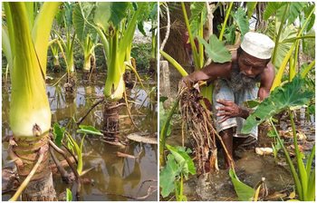 ৭ হাজার টাকার কচু চাষে লাখ টাকা বিক্রির আশা