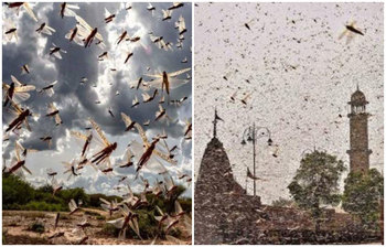 পঙ্গপালের আক্রমণ কিভাবে শুরু হল