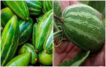 যে কারণে নিয়মিত পটল খাবেন