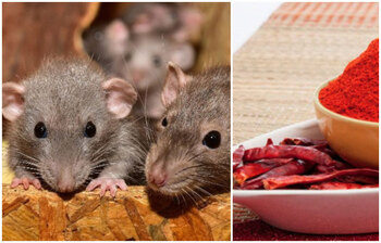 ইঁদুরের যন্ত্রণা থেকে বাঁচার সহজ উপায়