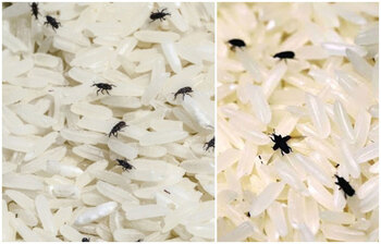 ঘরে রাখা চালে পোকা ধরলে দূর করার উপায়