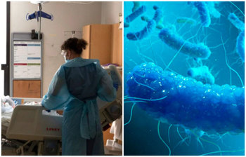 সালমোনেলা ব্যাকটেরিয়া যেভাবে ছড়ায়