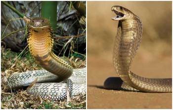 বিষধর কেউটে সাপে কামড়ালেও এবার বাঁচবে জীবন