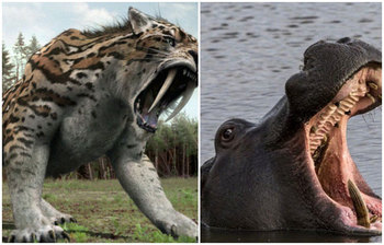 যে প্রাণী দেখে বিজ্ঞানীরাও অবাক