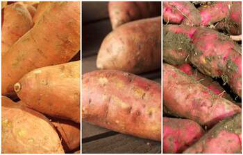 মিষ্টি আলু কেন খাবেন?