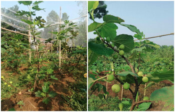 পবিত্র কোরআনে বর্ণিত ত্বীন এখন চাষ হচ্ছে বাংলাদেশে