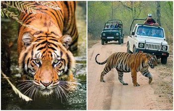 বাঘিনীকে নিয়ে ফেসবুক পেইজ!