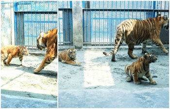 জাতীয় চিড়িয়াখানায় বাঘের ঘরে নতুন অতিথি