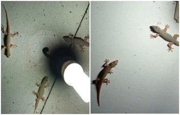 ঘর থেকে টিকটিকি তাড়াবেন যেভাবে