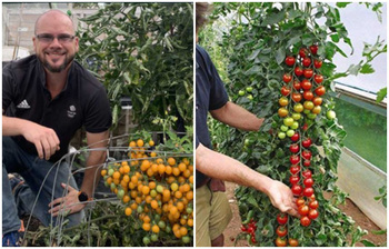 এক ডালে ৮৩৯টি টমেটো