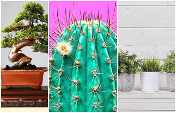 বাড়িতে যেসব গাছ রাখবেন না