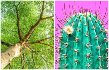 বাড়িতে যেসব গাছ রাখবেন না