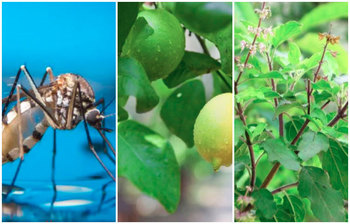 বর্ষাকালে মশা থেকে বাঁচতে যে ৫ গাছ লাগাবেন