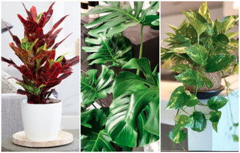 সহজ উপায়ে এসব বাহারি গাছ দিয়ে ঘর সাজাবেন যেভাবে