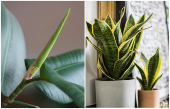 যেসব গাছ রাখলে গরমে ঘর ঠান্ডা থাকবে