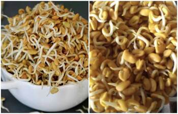 যে নিয়মে অঙ্কুরিত মেথি খেলে ডায়াবেটিস কমবে