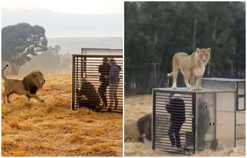যে চিড়িয়াখানায় খাঁচায় বন্দি মানুষ