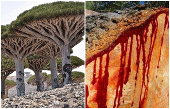 যে গাছে আঘাত করলে গাঢ় লাল ‘রক্ত’ বের হয়