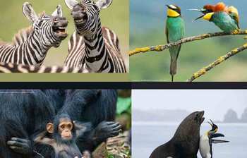 কমেডি ওয়াইল্ডলাইফ অ্যাওয়ার্ডসের যে ছবিগুলো মন ভালো করবেই