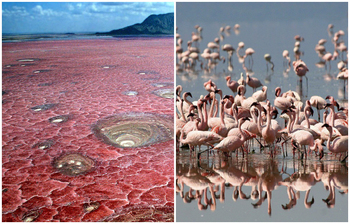 লাল রঙের যে হ্রদে নামলেই পশু-পাখিরা পাথর হয়ে যায়!