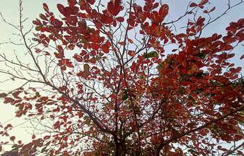 প্রকৃতি সেজেছে আপন মহিমায়