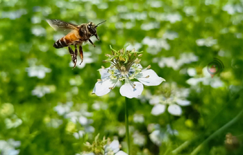 কালোজিরার ফুল-মৌমাছির দখলে শরীয়তপুর