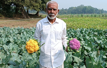 রঙিন ফুলকপিতে কৃষকের মুখে হাসি