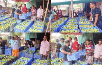 জমজমাট বেলতলা আমের বাজার