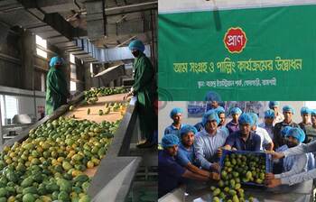 আম সংগ্রহ করছে প্রাণ