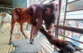 ভাইরাল হওয়া সেই ছাগল