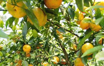 সবুজ পাতার ফাঁকে রঙিন ‘রামরঙ্গন’