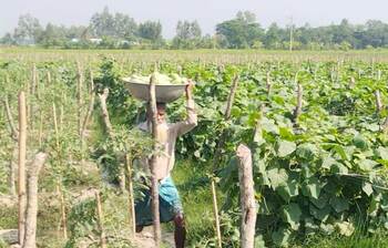 খিরা চাষে লাভবান মিরসরাইয়ের কৃষকরা