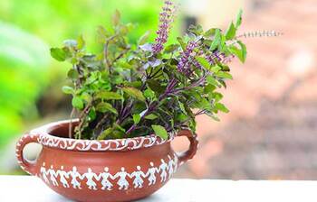 ভেষজ রানী তুলসী