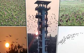 পাখির কলতানে মুখর নরসুন্দার পাড়