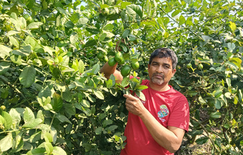 লেবু চাষে লাখপতি শাহিন