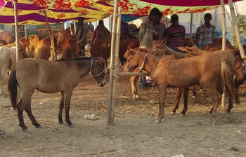জমজমাট ঐতিহ্যবাহী ঘোড়ার মেলা