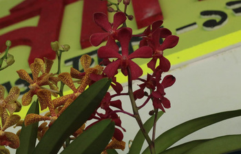 বসার ঘরের শোভা হতে পারে এদেরই কেউ, ছবিতে দেখুন ইনডোর প্ল্যান্ট