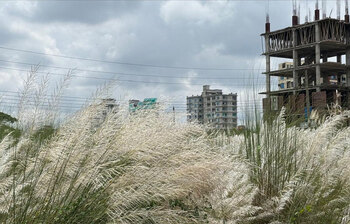 শরতের কাশফুল আর আকাশ