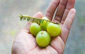 নানা গুণাগুণে ভরপুর আমলকি