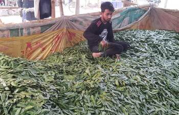 প্রতিদিন দেড় কোটি টাকার শিম বিক্রি হয় যে আড়তে