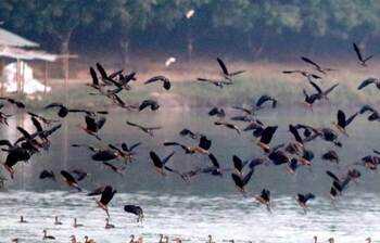 পরিযায়ী পাখিতে মুখর রামরাই দিঘি