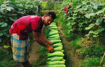 শসার ফলন ও দামে খুশি চাষিরা