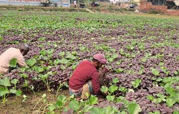 সবজি ক্ষেতের যত্নে ব্যস্ত তারা