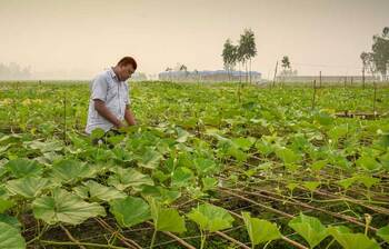 সবজি চাষে ব্যস্ত গাইবান্ধার কৃষকরা