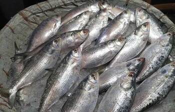 কমেছে ইলিশের সরবরাহ, বেড়েছে দাম